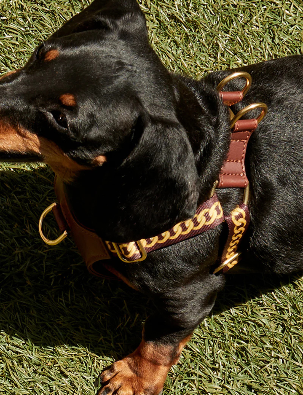 The Harness